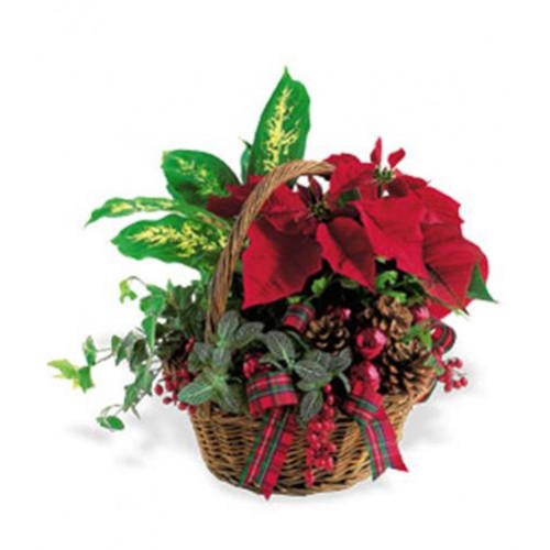 Christmas Plants Galway online 
